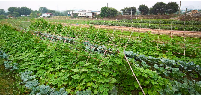 农业种植知识-施肥小技巧