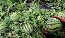 <strong>西瓜高产种植技术</strong>