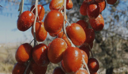 <strong>沙枣种植管理技术</strong>