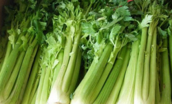 <strong>秋芹菜管理要点有哪些？</strong>