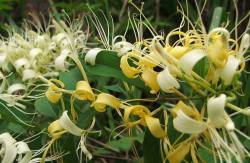 <strong>金银花种植技术与管理</strong>