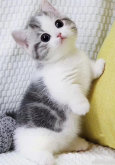 <strong>猫什么时做绝育手术最好</strong>