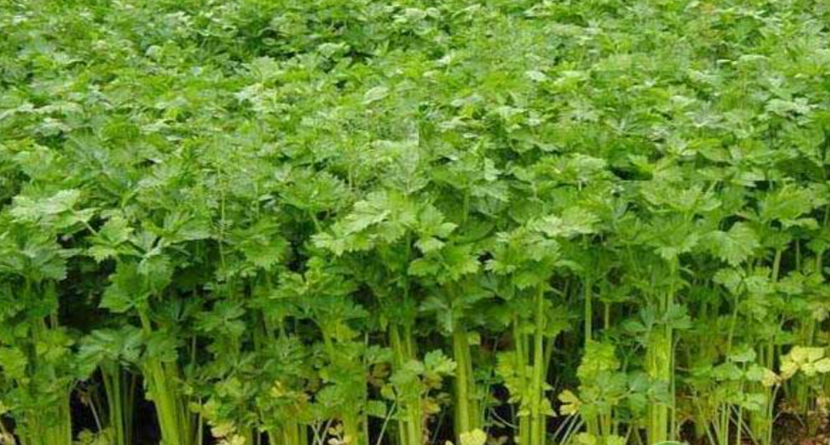 芹菜烂心怎么办?