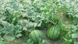 <strong>西瓜种植方法有哪些？</strong>