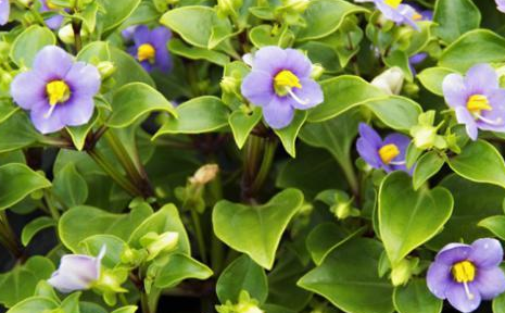 紫芳草如何室内养护？