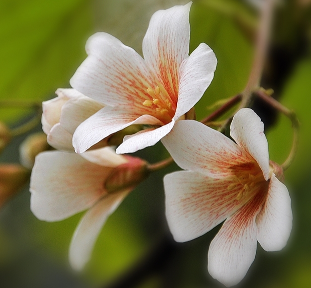 油桐花的花语和寓意是什么？