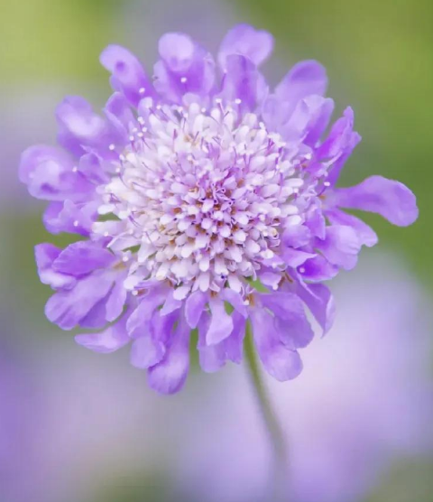 松虫草的花语是什么?