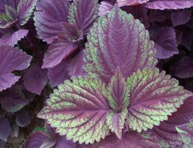 常见入药植物-紫苏