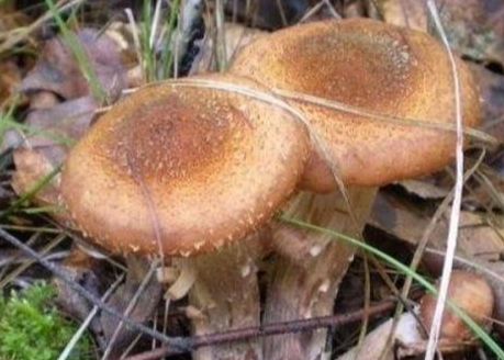 蘑菇生长需要阳光吗？
