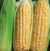 玉米长得不好是什么原因？