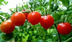 <strong>番茄的高产种植技术要点管理</strong>