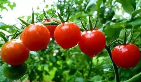 番茄的高产种植技术要点管理