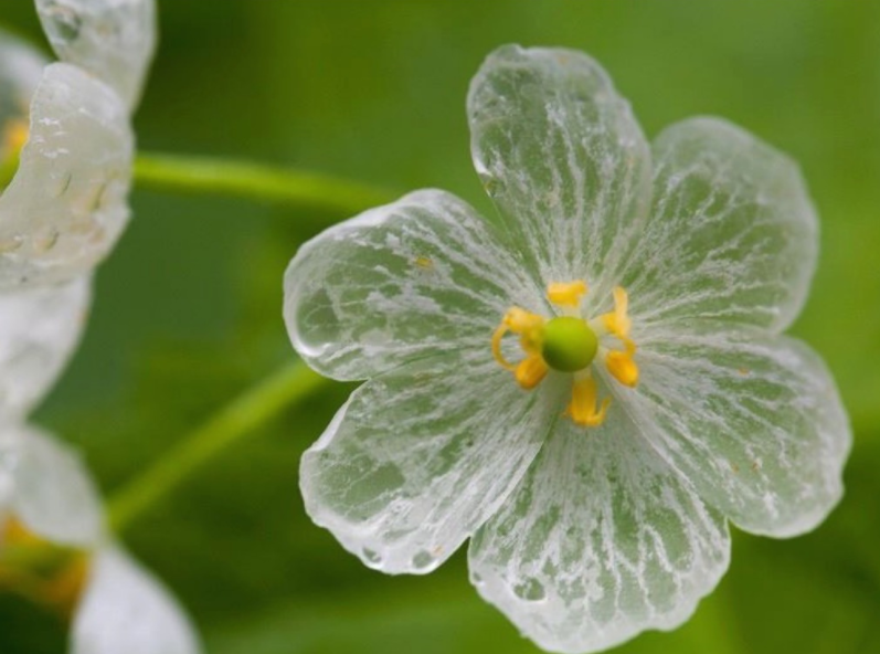 山荷叶花的花语是什么？为什么遇水会变透明？