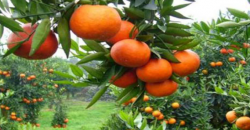柑橘冬季该如何去管理
