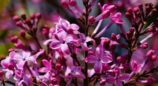 紫色的花朵都有哪些种类吗？