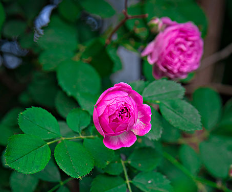 蔷薇花什么季节种植好?