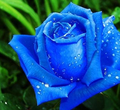 蓝玫瑰花语是什么