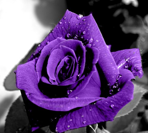 紫玫瑰花语是什么