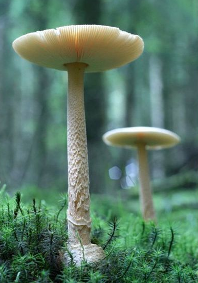 五种常见的又好吃的蘑菇