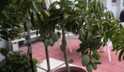 芒果树盆栽养殖与管理方法