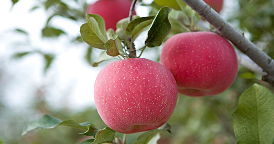 “冻不死”苹果树和普通苹果树有什么区别？