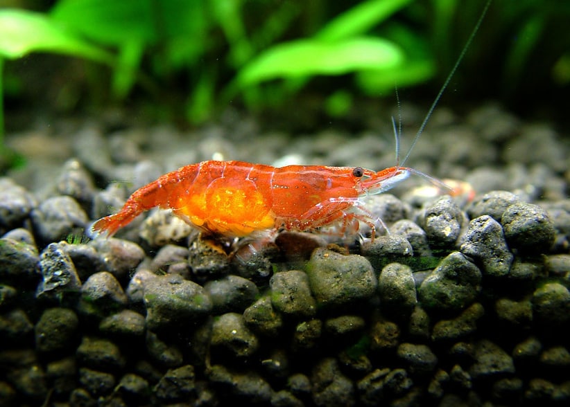 樱花虾是什么虾？对养殖水质要求高吗？