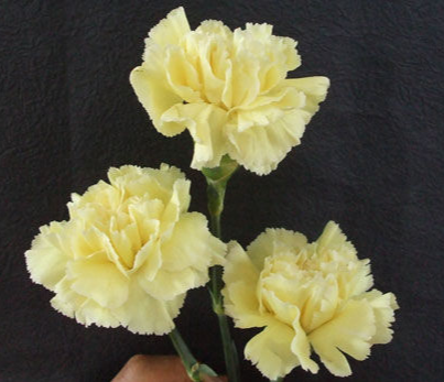 送给母亲的花 康乃馨花语你知道吗？