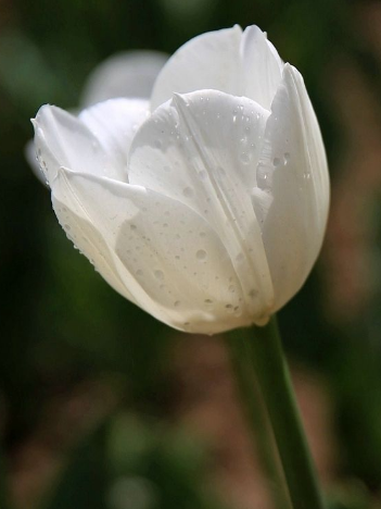 郁金香适合送什么人？郁金香花语告诉您