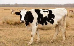 牛吃青草拉稀正常吗？