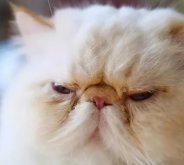<strong>造成猫咪泪痕的原因有哪些？如何去除？</strong>