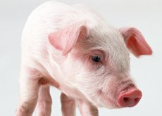 猪的蓝耳病有哪几种情况？如何治疗？