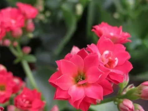 长寿花花语是什么?长寿花适合送什么人?