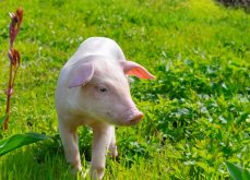 猪寄生虫病区别及影响？
