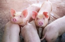 养猪场五种常用消毒方法