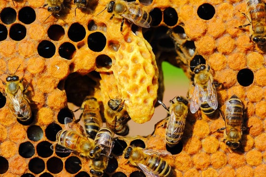 蜜蜂快速繁殖法