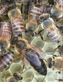 养中蜂有哪些常见问题？