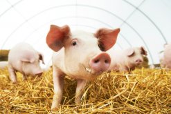 治疗猪厌食的土方法，一定要知道！