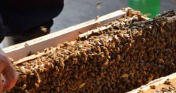 土蜜蜂高效养殖技术！