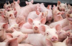 猪脐疝该如何防治？