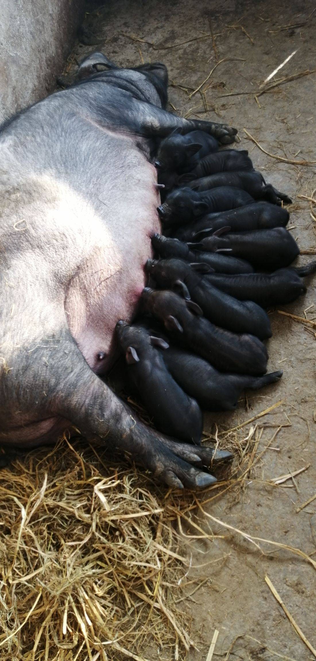 母猪多少天下崽第一产，正常母猪多少时间生一个仔|admin_人人点