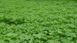 <strong>芒种后可以种什么菜？</strong>