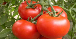 番茄“黑秆子”病害防治措施