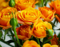 橙色泡泡多头玫瑰的花语是什么