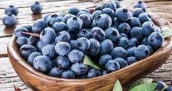 蓝莓的功效与作用禁忌