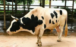 <strong>公奶牛和母奶牛有什么区别？</strong>