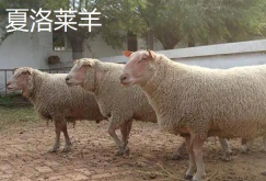杜泊绵羊与夏洛来羊的区别