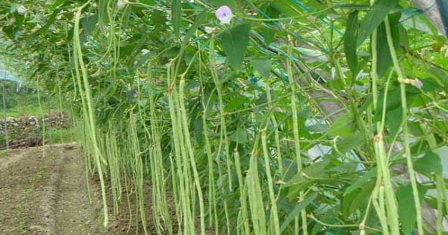 豇豆高产种植管理要点