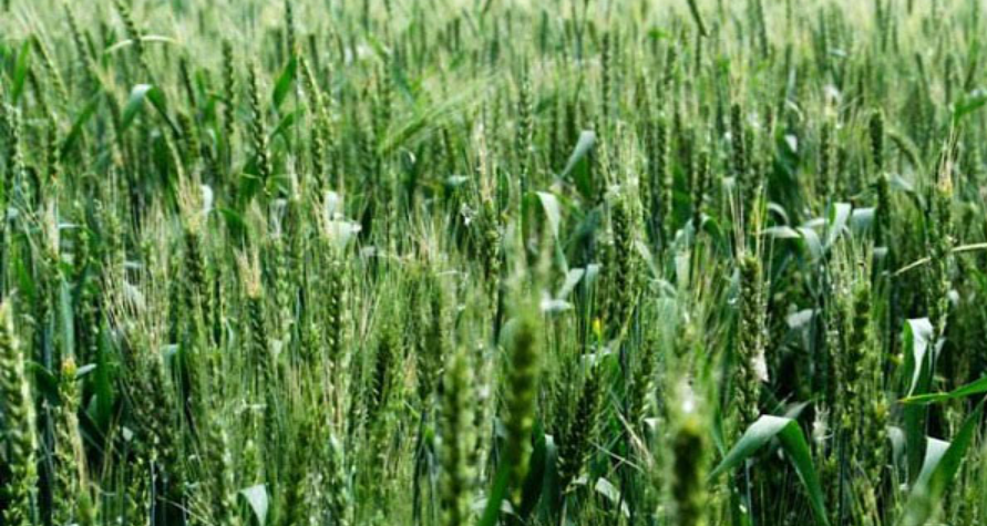 小麦抽穗扬花期怎么管理？