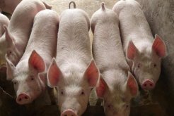 猪回肠炎是什么原因引起的
