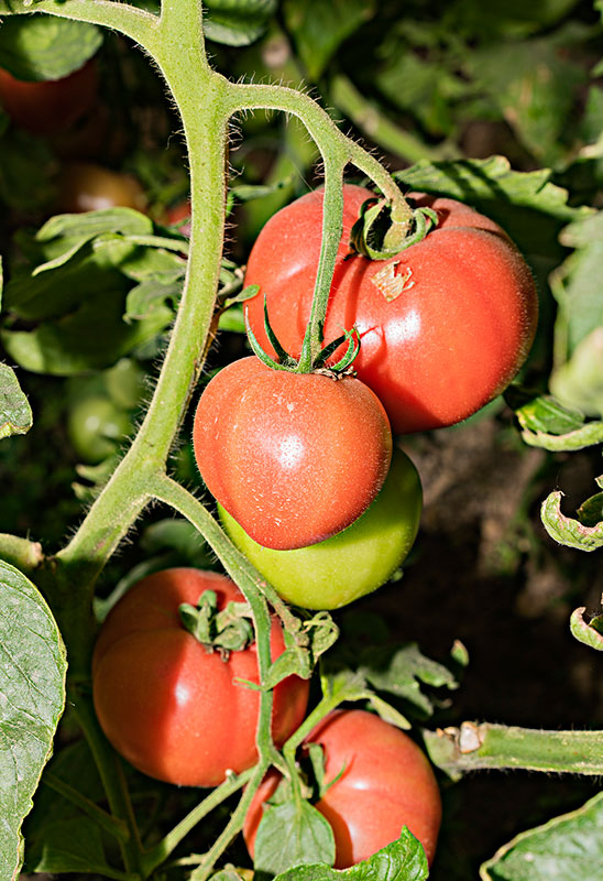 温室番茄滴灌设备如何选用